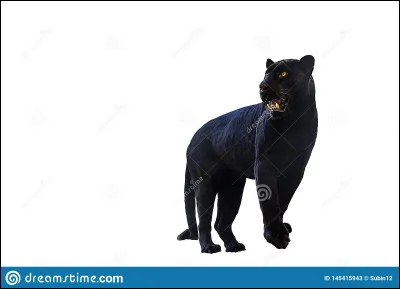 Quel animal préfères-tu ?