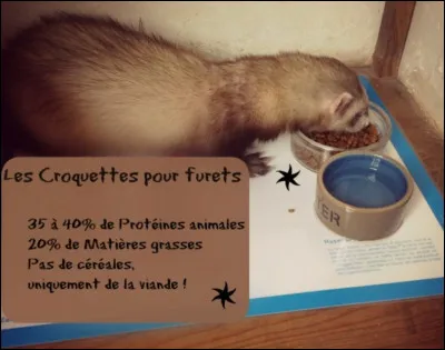 Quelles sont tes croquettes ?