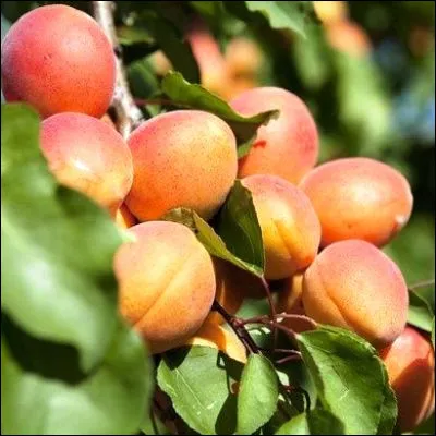 Quel arbre fruitier peut donner des boscs ou des passe-crassanes ?