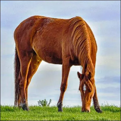 En équitation, à quelle allure les chevaux se déplacent-ils en moyenne de 21 à 27 km/h ?