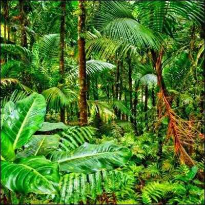 Quel primate de petite taille et aux très longs bras ne descend presque jamais des arbres des forêts tropicales dAsie ?