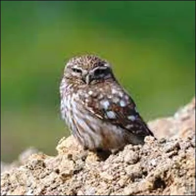 Quelle déesse grecque, correspondant à la Minerve romaine, a la chouette pour oiseau symbolique ?