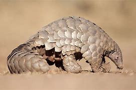 Quiz Animaux