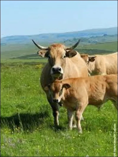 Que fait une vache quand elle a les yeux fermés ?