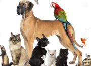 Test Quel animal de compagnie devrais-tu adopter ?