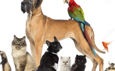 Quiz Animaux