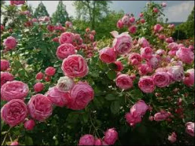 Quelle est la période de floraison des roses ?