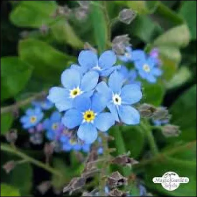 Quelle est cette petite fleur bleue qui pousse en région montagneuse ?