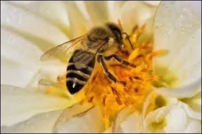 Quel est cet insecte pollinisateur ?