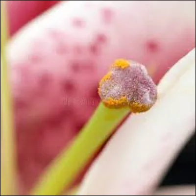 Quelle est cette partie de la fleur ?