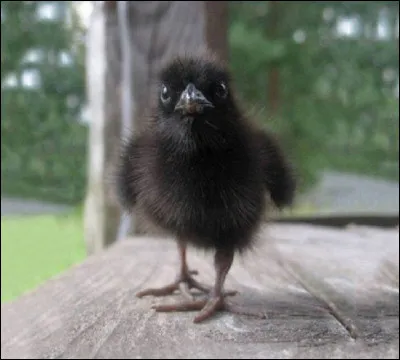 Quel est le nom du petit du corbeau ?