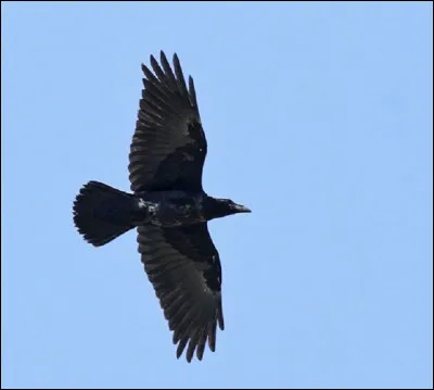 Quel est le régime alimentaire du grand corbeau ?