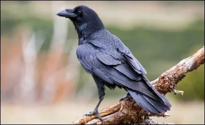 De quelle famille, le corbeau fait-il partie ?