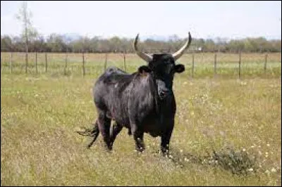 Comment appelle-t-on le mâle de la vache ?