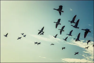 Retrouvez lesquels de ces oiseaux sont des migrateurs allant jusqu'en Europe du Sud et Asie de l'Est :