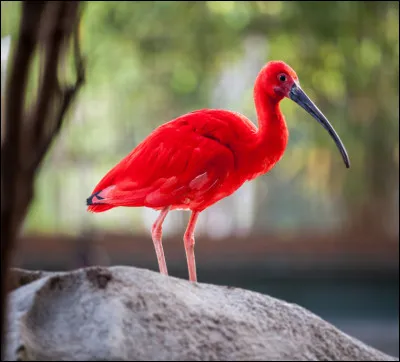 De quel continent est originaire l'ibis rouge ?