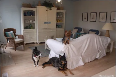 Quelle place donnerais-tu &agrave; un animal ?