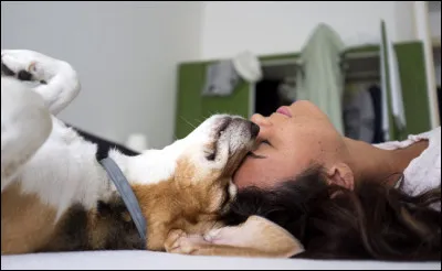 Veux-tu jouer ou &ecirc;tre en contact avec ton animal ?