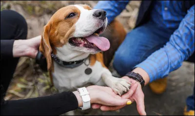 Question bonus : o&ugrave; veux-tu adopter ton animal ?