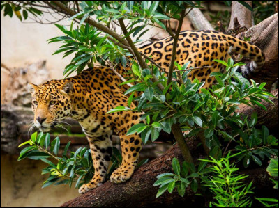 Le jaguar est le troisième plus grand félin au monde.