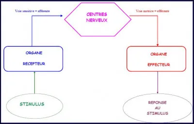 La moelle épinière est une partie des centres nerveux.