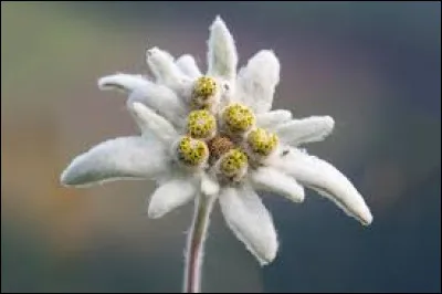 Quelle est cette petite fleur blanche qui pousse en montagne ?