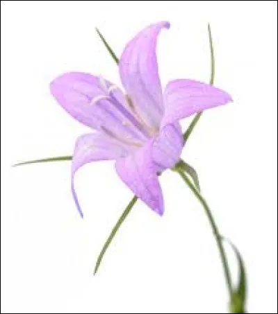 Pour finir, quelle est cette fleur ?