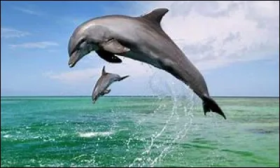 Quelle est la longévité du dauphin de Risso ?