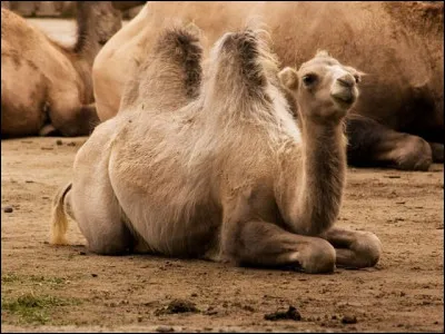 Quel est cet animal ?