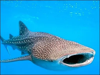 Quel est cet animal ?