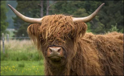 Quel est cet animal ?