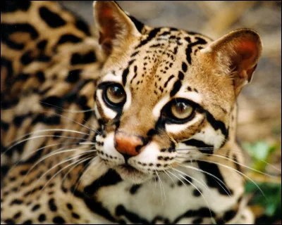 D'où l'ocelot est-il originaire ?