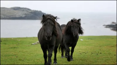 Je suis une figure qui consiste à relier un petit côté de la carrière (ou du manège) à un autre. Qui suis-je ?