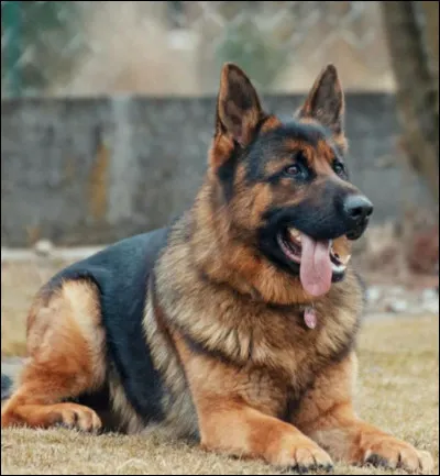 Quelle est cette race de chien ?