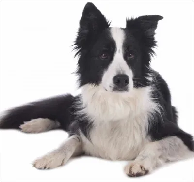 Quelle est cette race de chien ?