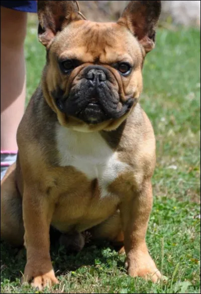 Quelle est cette race de chien ?