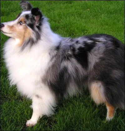 Et enfin : quelle est cette race de chien ?