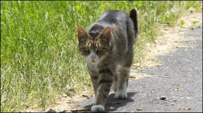 Oh ! Tu croises un chat dans la rue. Que fais-tu ?