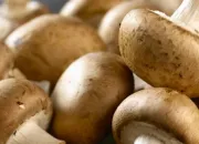 Quiz Champignons - comestibles ou non ?