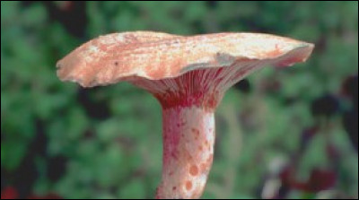 Le "lactaire délicieux" est-il un champignon comestible ?