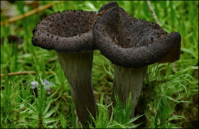 Les "trompettes de la mort" sont-elles comestibles ?