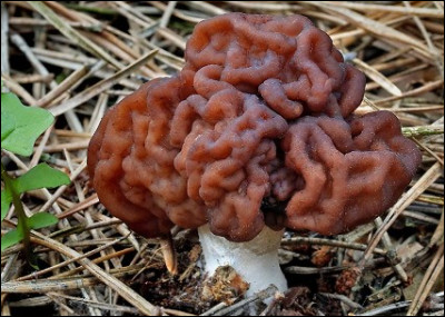 Ce "gyromitre" est-il comestible ?