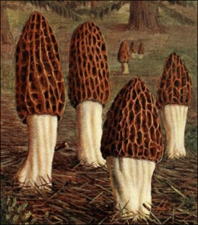 Les "morilles coniques" sont-elles comestibles ?