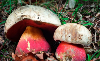 Un "bolet Satan" est-il comestible ?