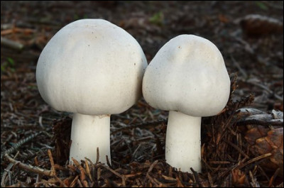 Ce champignon est un "agaric jaunissant". Est-il comestible ?