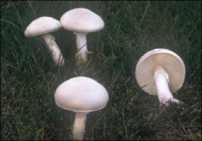 Ces "amanites printanières" sont-elles comestibles ?