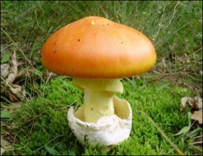 Penses-tu que cette "amanite des césars" est comestible ?