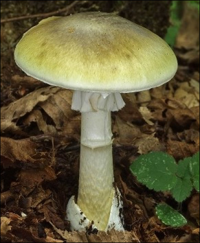 Encore une amanite ! Est-ce qu'une "amanite phalloïde" est comestible ?