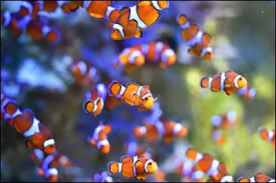 Poissons (20 f&eacute;vrier - 20 mars) : Ces poissons color&eacute;s sont des :