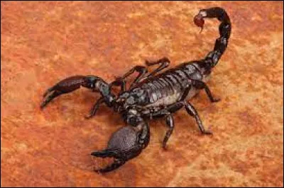 Scorpion (23 octobre - 22 novembre) : Combien de pattes un scorpion poss&egrave;de-t-il ?